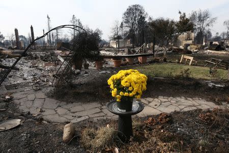 Fresh flowers are seen in the aftermath of the Tubbs Fire in the Coffey Park neighborhood of Santa Rosa, California U.S., October 17, 2017. REUTERS/Loren Elliott