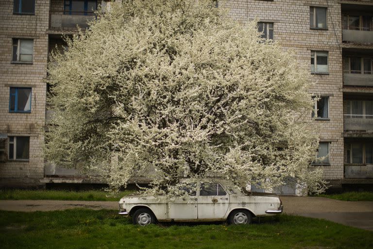 Un auto, estacionado bajo un árbol en la ciudad abandonada de Chernobyl, Ucrania, el 26 de abril de 2022