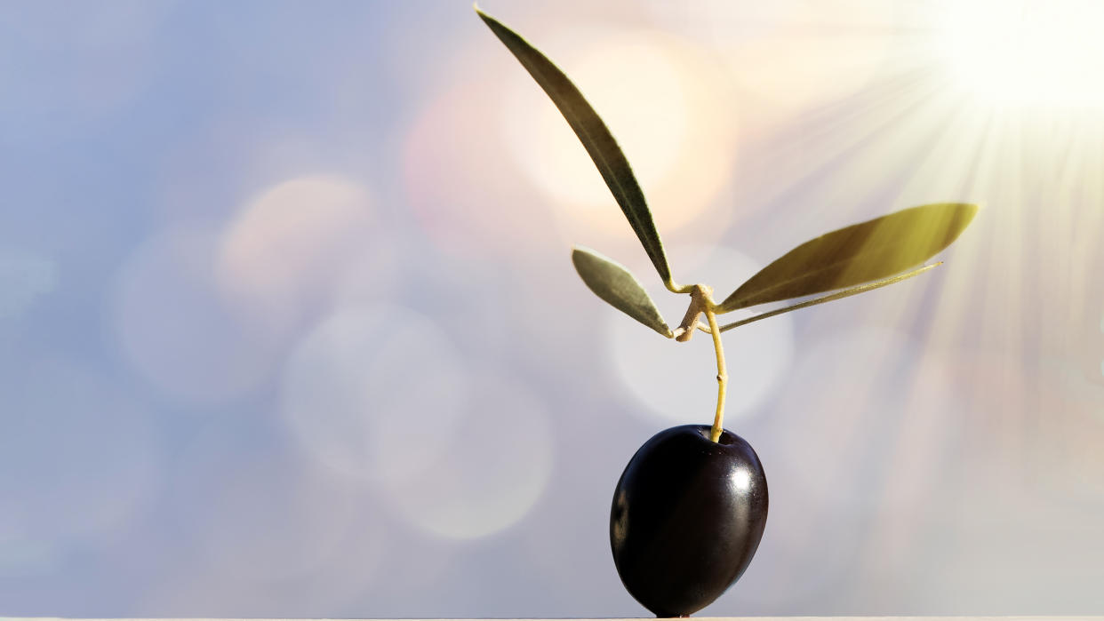An olive hanging from a branch with a sunbeam behind it.