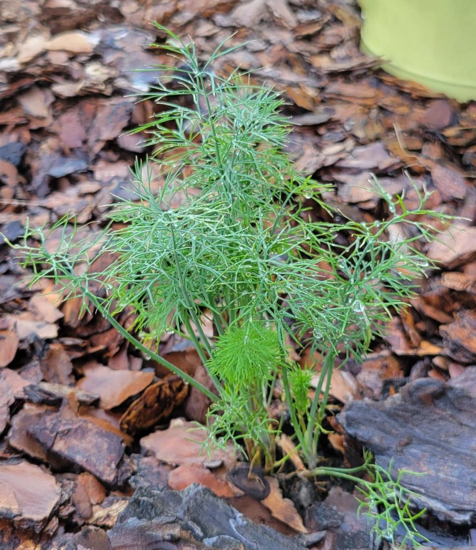 Dill is easy to grow, tastes delicious and attracts butterflies.