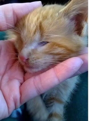 Freya, a tabby cat in Plainfield, Illinois, was born without eyes and left to fend for itself. Now she is being adopted by an animal rescue volunteer.