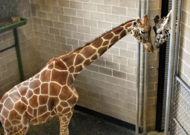 Nigel, left, nuzzles Zuri shortly after their introduction in 2019 at the NEW Zoo & Adventure Park in Suamico.