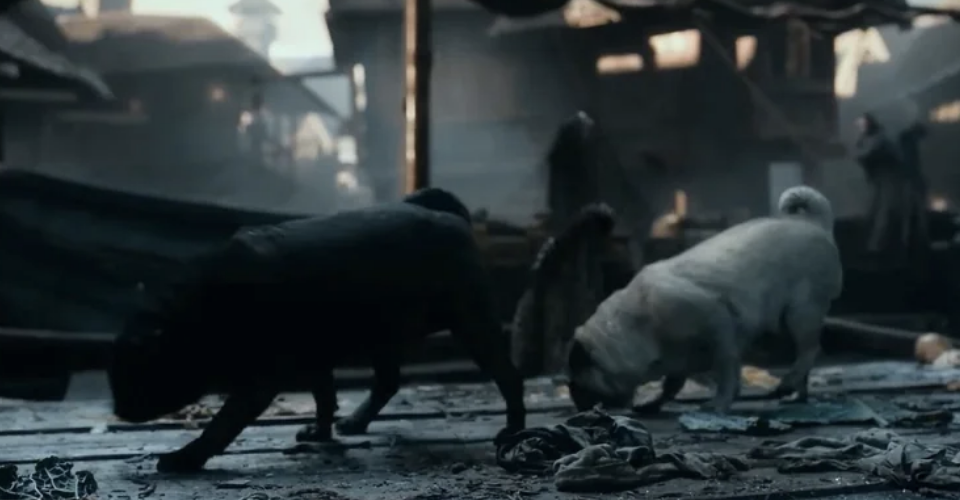 Two pugs walking on tracks