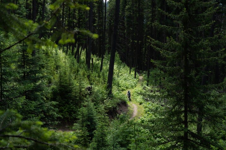 Single track forest routes near Elkford, British Columbia (Photo: Michael Becker)