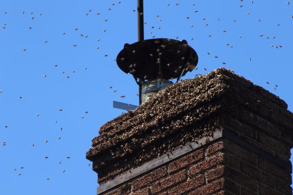 Bees invade a chimney on the roof of a house