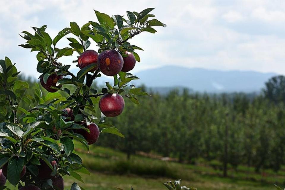 At least 10 apple orchards within three to four hours’ drive of the Triangle offer pick-your-own options this fall. Most N.C. apples are harvested from mid-August to late October. 