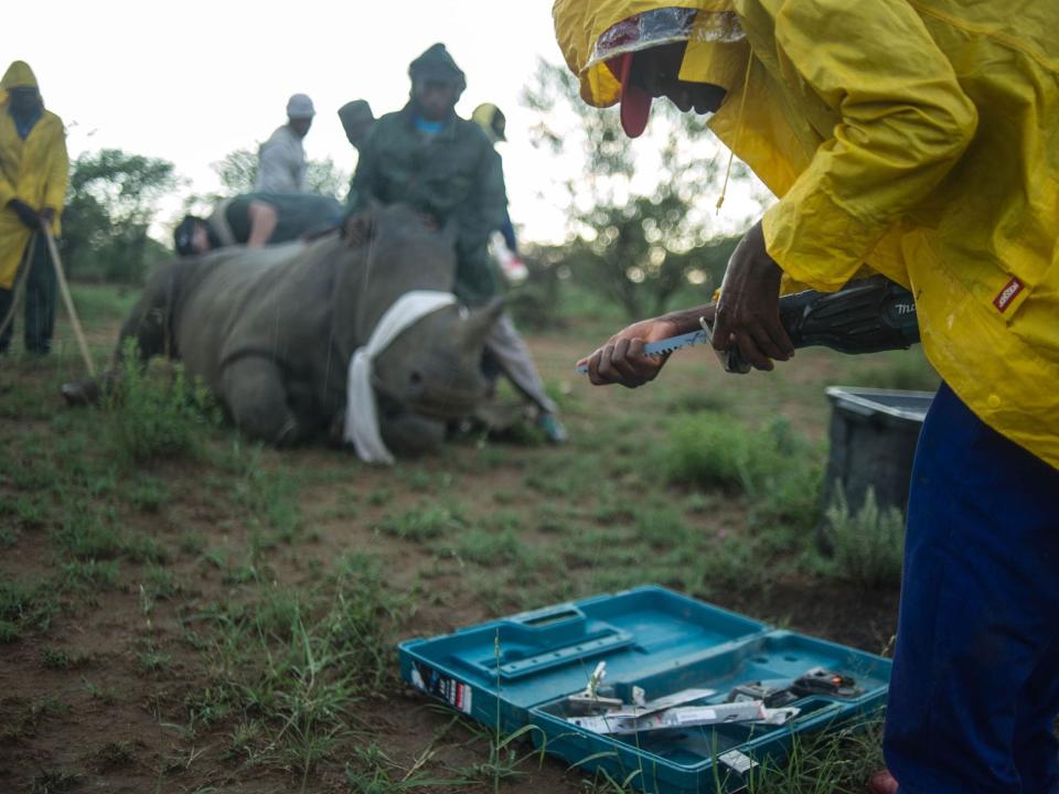 A farm worker holds a knife to trim the horn of a blindfolded white rhino in the background on John Hume’s farm in 2016.