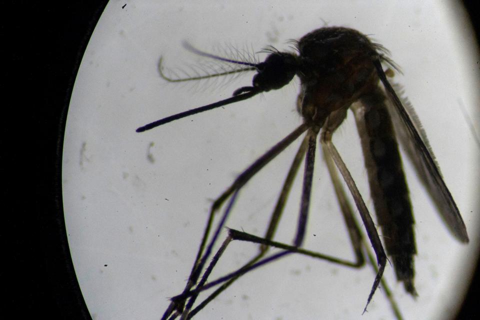An Aedes aegypti mosquito is seen through a microscope at the Oswaldo Cruz Foundation laboratory in Rio de Janeiro, Brazil, on 14 August 2019 ((Getty images))