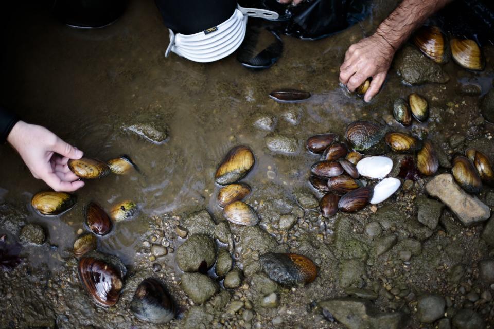 Collected freshwater mussels are sorted by species and conuted during a freshwater mussel survey on Tuesday, August 29, 2017 in Big Darby Creek in Darbydale, Ohio. [Joshua A. Bickel/Dispatch]