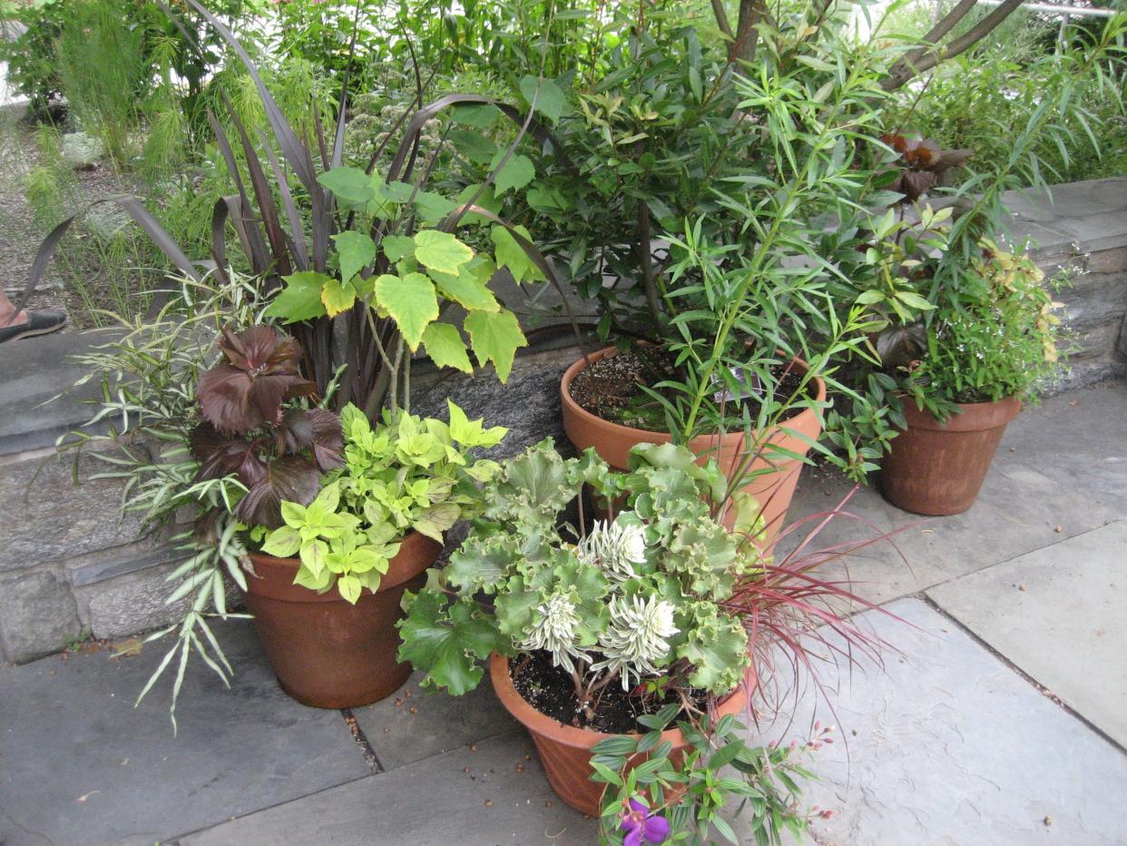 Container gardens, like these designed by New England Botanic Garden CEO Grace Elton, offer a world of exciting possibilities.