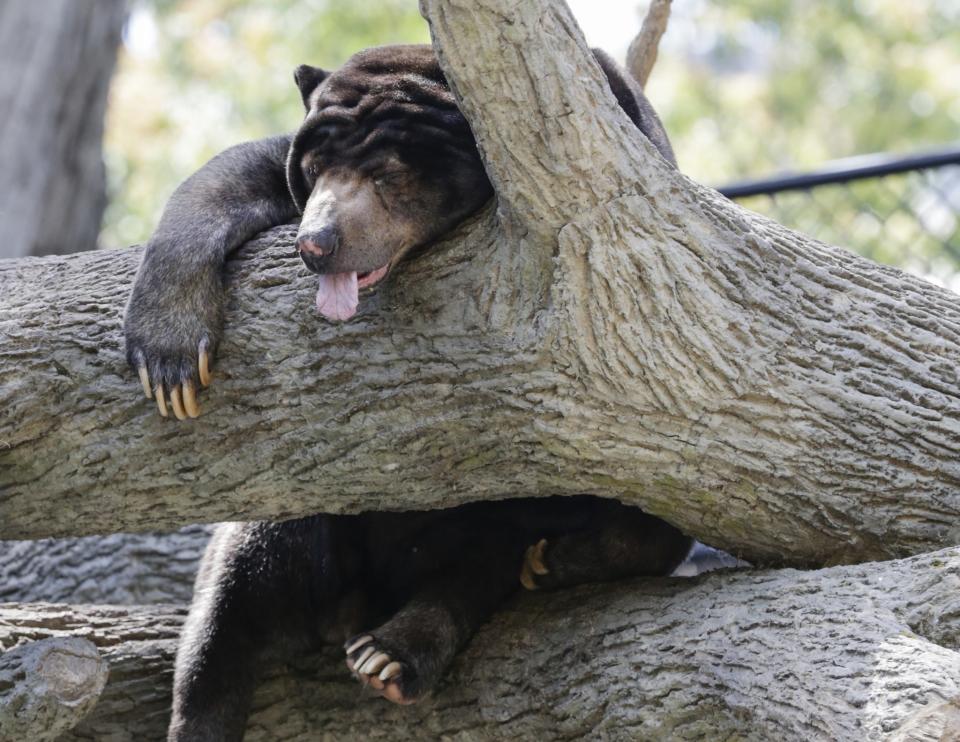 <p>Nicht überall ist das Wetter so unbeständig wie in Deutschland. Dieser Malaienbär in Omaha in den Vereinigten Staaten hängt bei schwülen 35 Grad im Baum und lässt die Zunge baumeln. (Bild: AP Photo/Nati Harnik) </p>