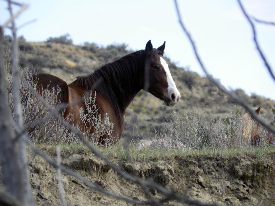 A wild horse stands near a hiking trail in Theodore Roosevelt National Park on Saturday, Oct. 21, 2023, near Medora, N.D. Park officials have proposed removing the wild horses, which wild horse advocates fear will happen. The park has proposed no action or reducing the horses to zero in expedited or gradual methods. A decision is expected in early 2024. (AP Photo/Jack Dura)