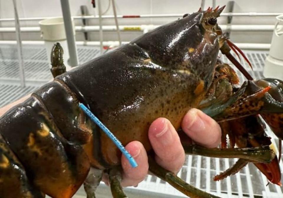 A lobster with the same type of tag attached to a lobster that was caught in the Gulf of Maine. The crustacean, part of a study by researchers at the University of New Brunswick, travelled from St. Martins, N.B. (Emily Blacklock - image credit)