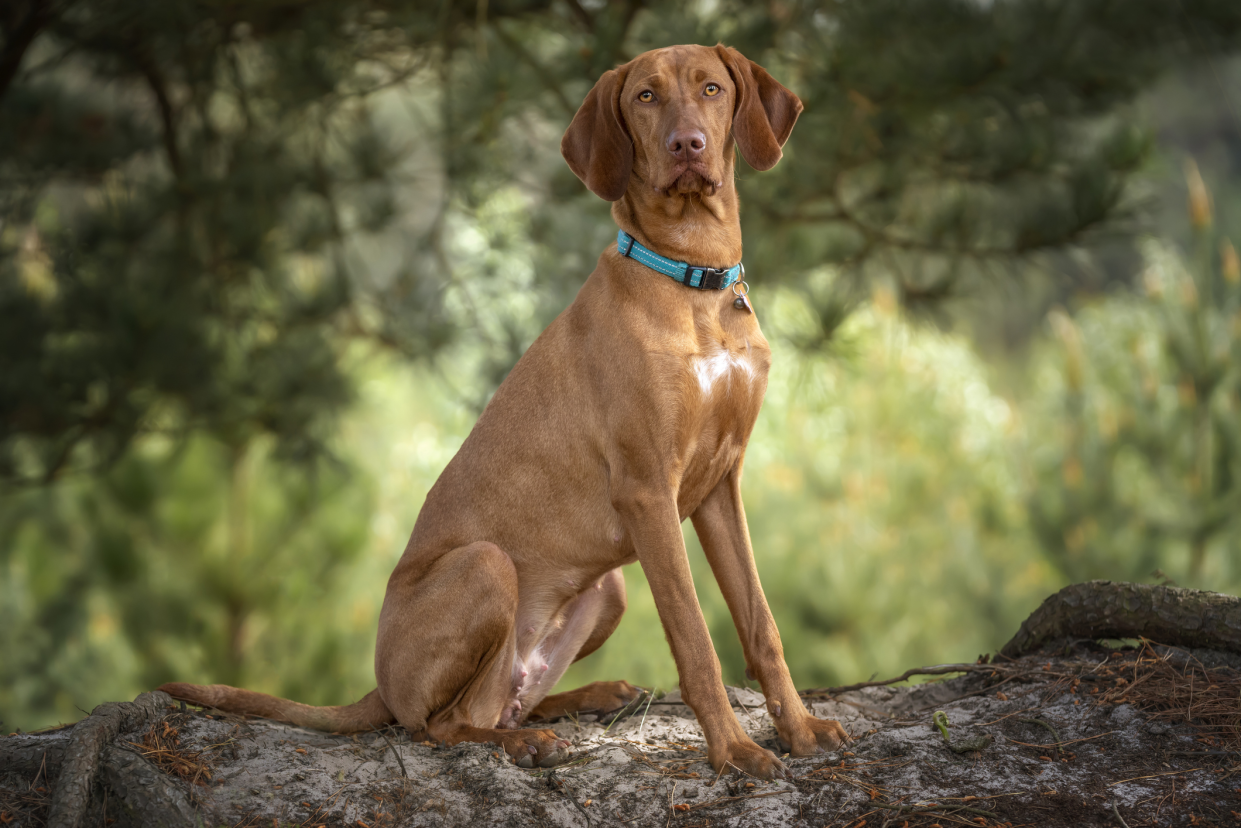 Hungarian Vizsla