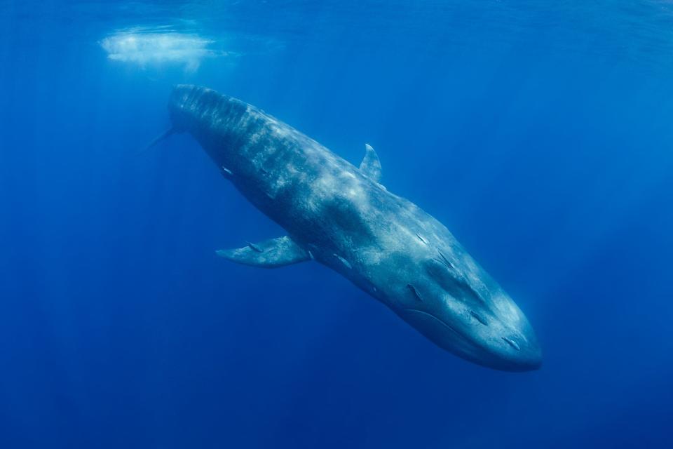 A blue whale swimming underwater.