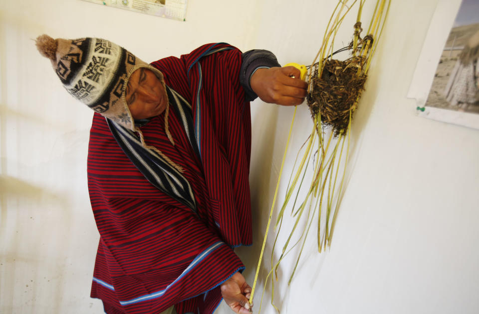 In this Feb. 14, 2014 photo, farmer and traditional meteorologist Francisco Condori measures last year's nest made by a small bird known as quilli quilli, inside his home in Cutusuma, Bolivia. Condori measures the height of the nests from the surface of the lake water determine how much rain is to come. “This year they initially built their nests about 40 centimeters (1.3 feet) above the water level. Then they dismantled them,” Condori says. Twice, in fact, did the birds dismantle nests before finally reweaving them at nearly twice their original height. “We knew it was going to rain a lot,” he says. (AP Photo/Juan Karita)