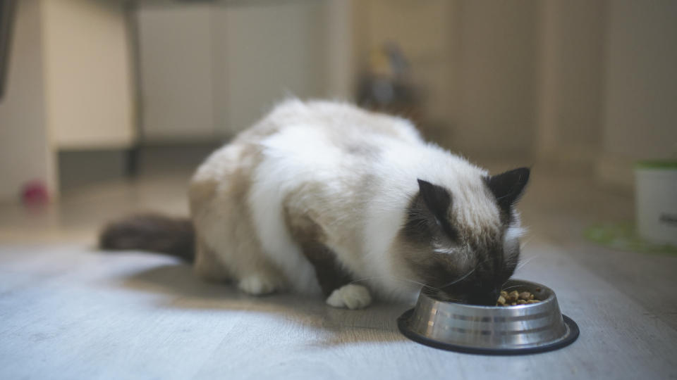 Birman cat eating