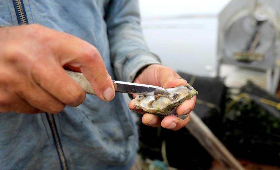 Grassy Bar Oyster Co. owner George Trevelyan shucks an oyster in Morro Bay.