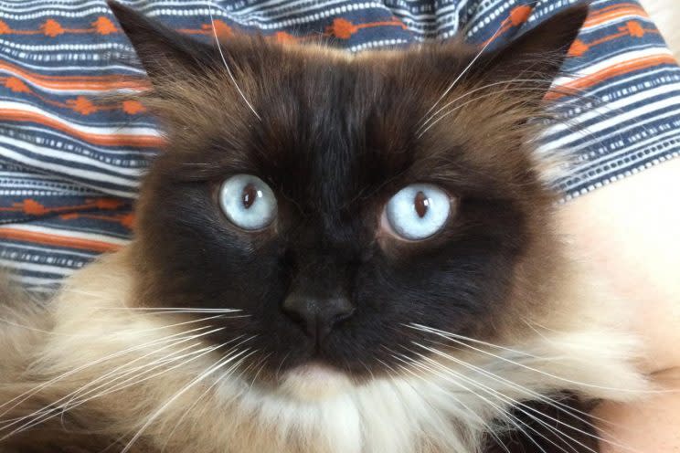 The Croydon Cat Killer has claimed hundreds of victims