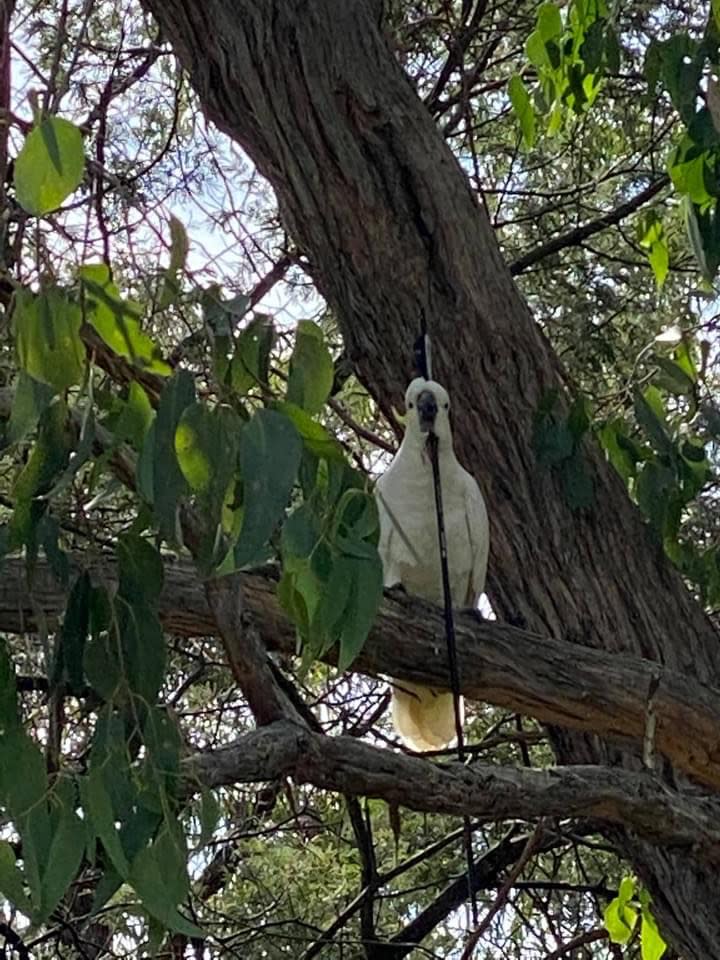 A cockatoo in a tree with an arrow through its head.