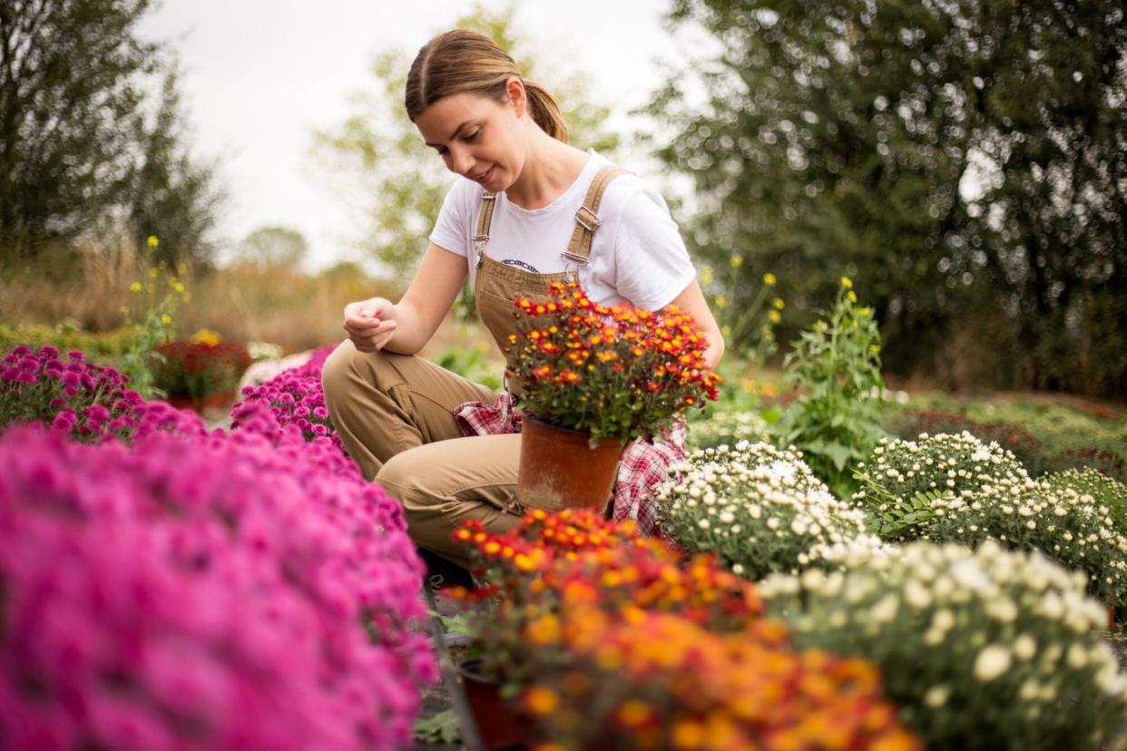 Woman planting fall perennials in flower garden