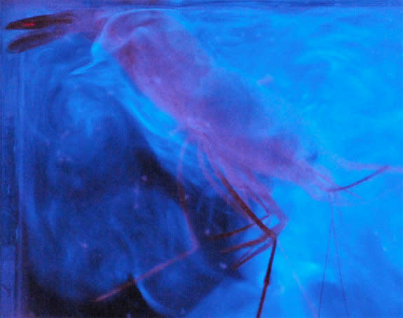 This caridean shrimp (<em>Parapandalus sp.</em>) spews light as a defense mechanism.