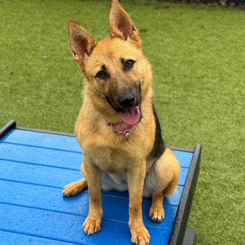 Celestina is a very pretty medium-size, 1-year-old spayed female German shepherd mix. To meet Celestina, call 405-216-7615 or visit the Edmond Animal Shelter at 2424 Old Timbers Drive in Edmond during open hours.