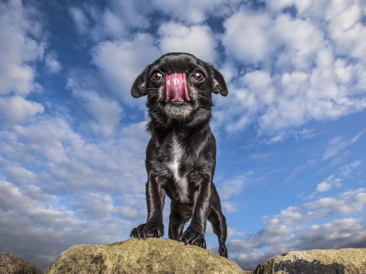 Tilly. (Photo: Catsdog Photography/Caters News)