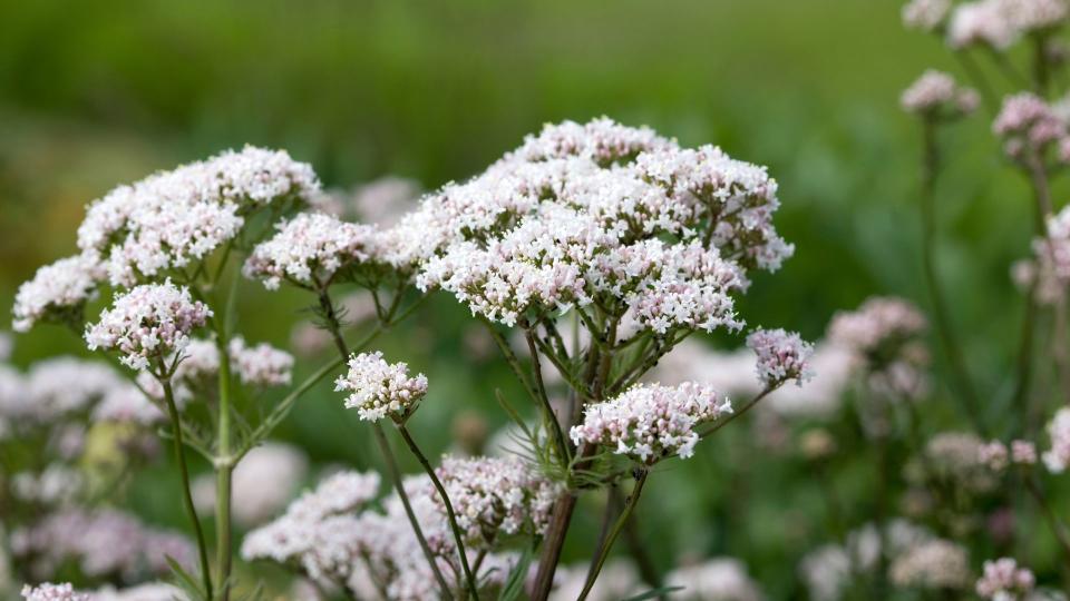 <p> With plenty of sunlight, the useful Valerian herb can thrive indoors providing an endless stream of pale pink flowers that are in fact edible and said to help with insomnia and anxiety. According to studies, it was shown that valerian root helped reduce menopausal hot flashes, but rather than dig up your houseplant why not consider Valerian Herbal supplements. </p>