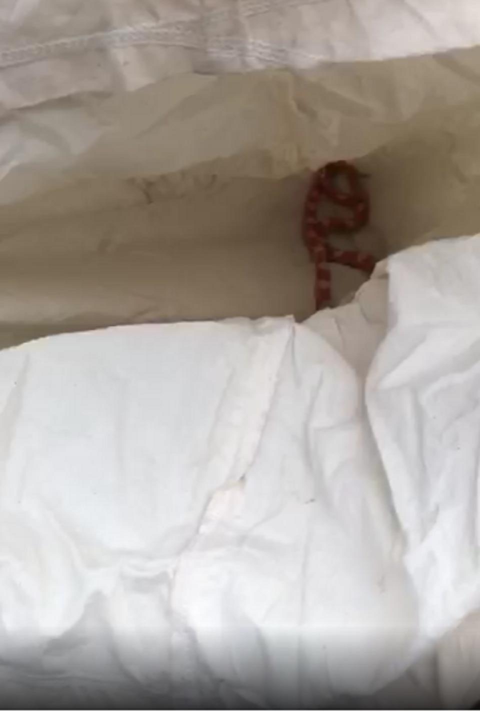 The RSPCA were called out to a home in Leeds after a corn snake was discovered