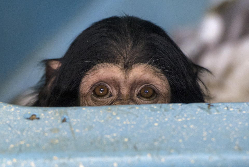 <p>One of the two chimpanzee babies from the Novosibirsk Zoo in Russia, on Feb. 2, 2017. (Photo: Kirill Kukhmar/TASS via Getty Images) </p>