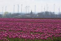 Tulips in hues of purple blossom in a field in Magdeburg, Germany.