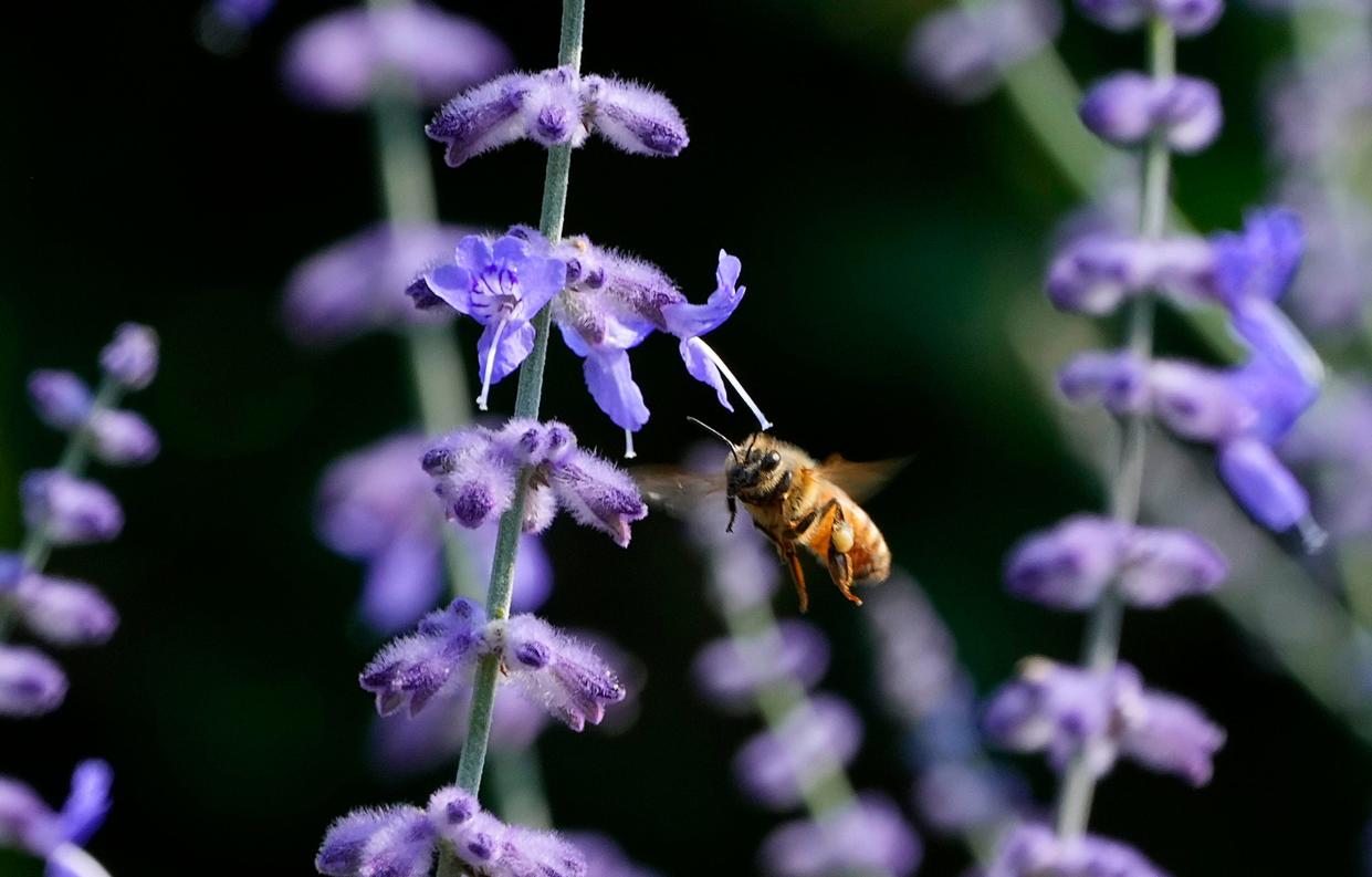 Most native bees are docile and rarely sting, but there are some ways you can deter them from nesting in areas of your yard you frequent.