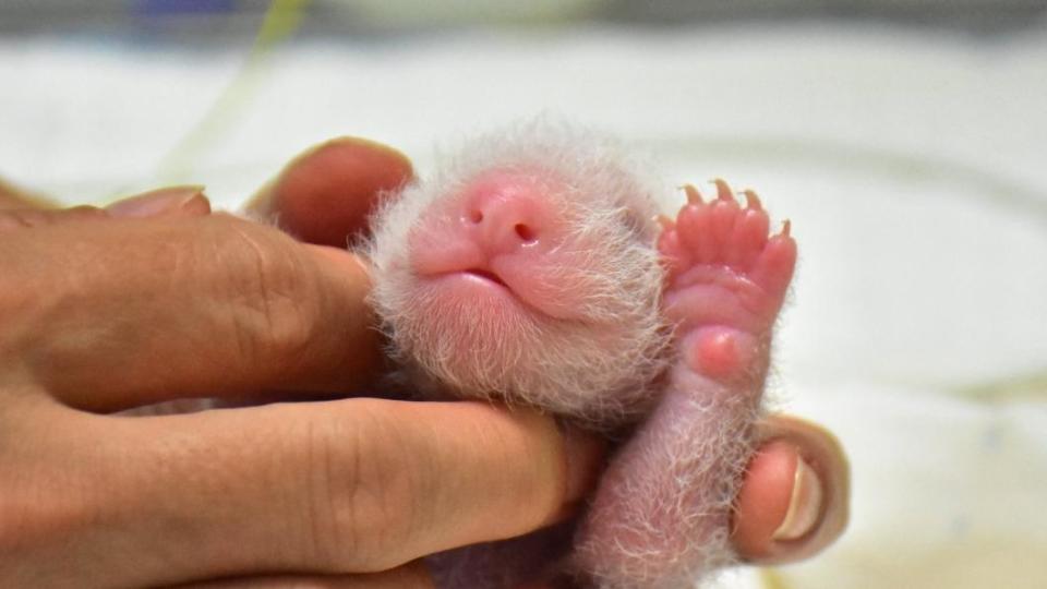 圓仔是當時院方透過人工受精，由圓圓所產下的貓熊寶寶。（圖／翻攝自Taipei Zoo 臺北市立動物園臉書）