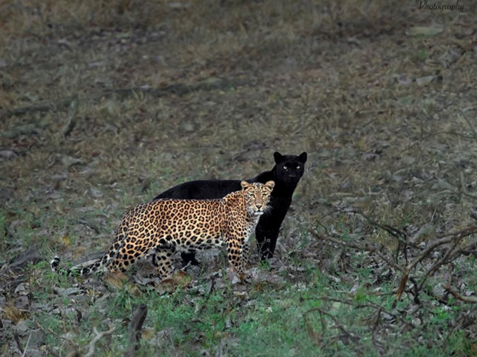 <p>來自印度的攝影師米森（Mithun）花了6天捕捉到黑豹如影隨形陪著伴侶現身，並同時回頭看著他，這張照片許多人驚嘆不已。（圖／Mithun H Photography） </p>

