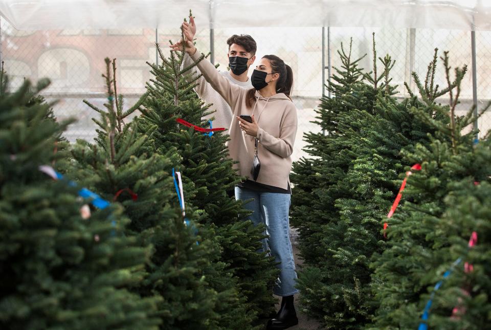 Two people in masks touch a Noble fir Christmas tree among many other trees