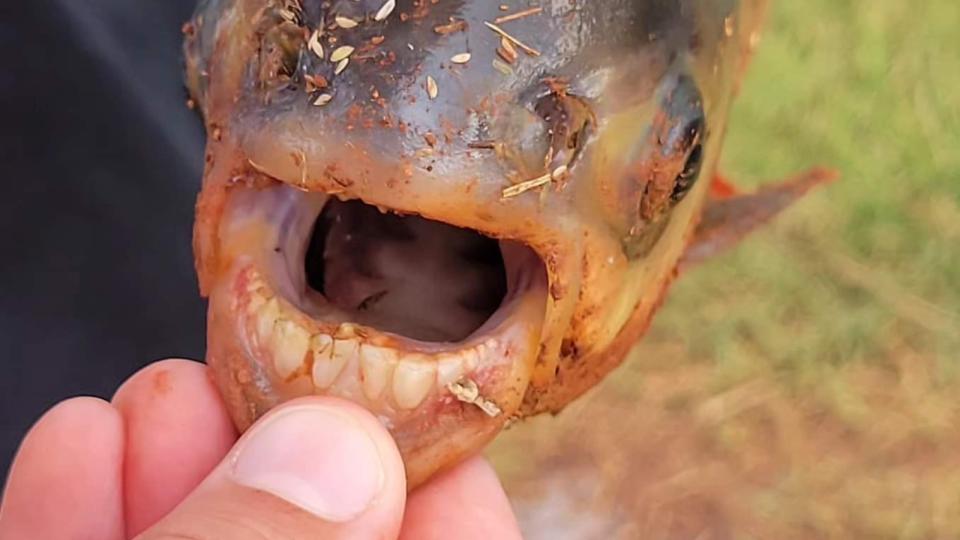 A close-up shot the fish's teeth