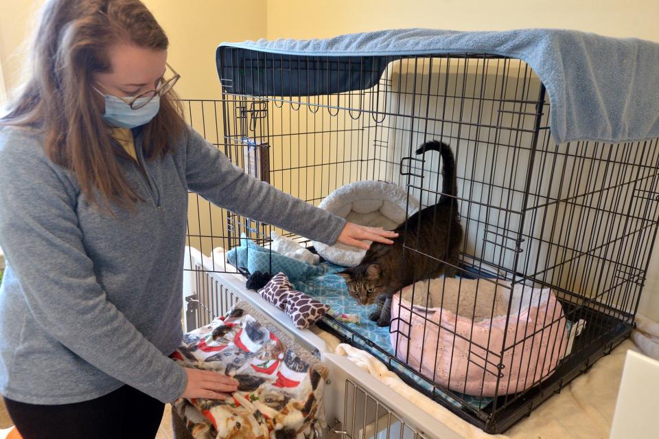 Annabelle Lebas, a volunteer at the MetroWest Humane Society in Ashland, plays with "Gail," a 7-year-old tiger cat, Jan. 19, 2022.