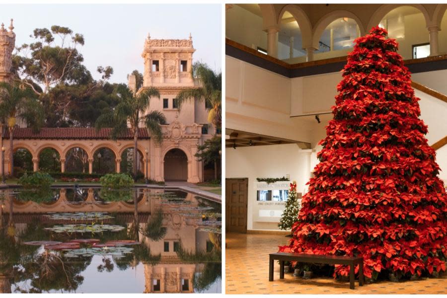 Disfruta la magia de la Navidad en Balboa Park con hermosa exhibición de nochebuenas