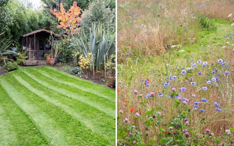 Lawns vs rewilded meadows