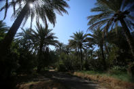 Date palm trees are seen at a farm, in Kerbala, Iraq, October 14, 2017. REUTERS/Abdullah Dhiaa Al-deen/Files