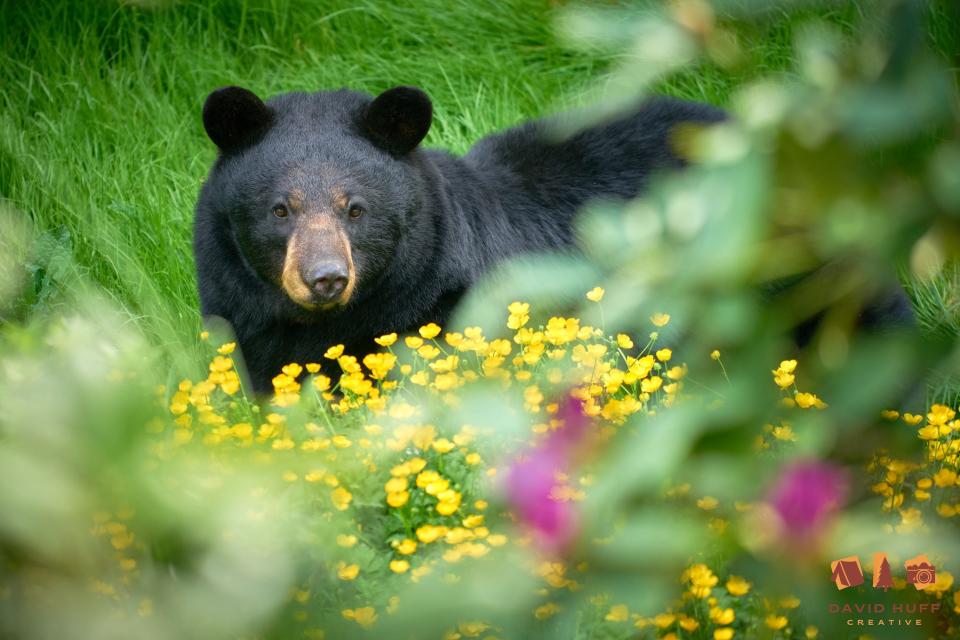 The Habitat at Home 2022 photo contest winner was this photo of a black bear by David Huff.
