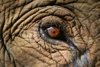 <p>A close-up an an elephant’s eye. (Bobby-Jo Clow/Caters News Agency) </p>