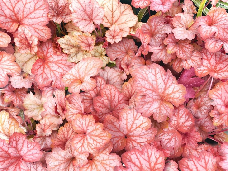 pink heuchera or coral bells leaves