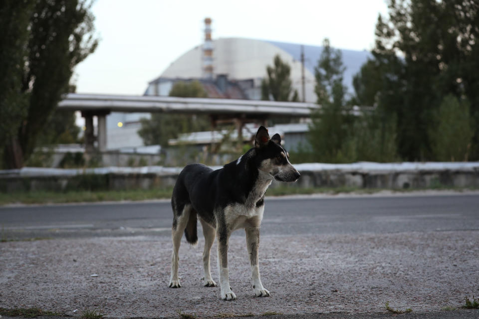 A tagged, stray dog stands near the new, giant enclosure that covers devastated reactor number four at the Chernobyl nuclear power plant on August 17, 2017.