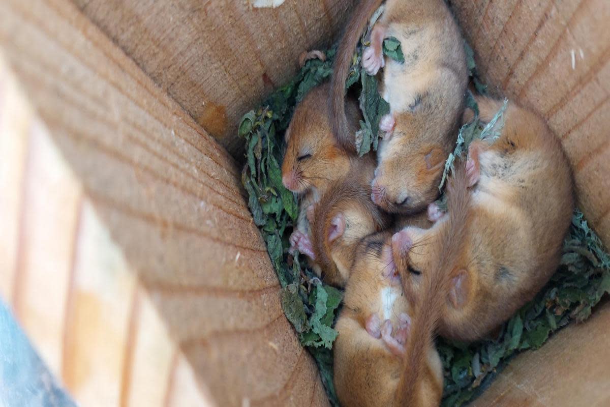 Four dormice in a nest box <i>(Image: Sally Wadsworth)</i>