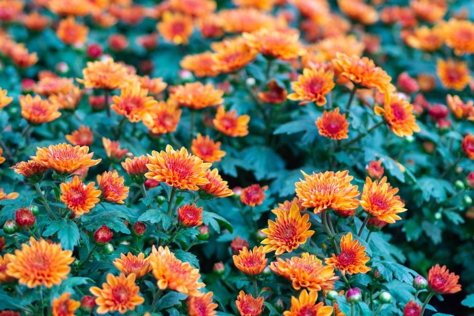 <p>These beautiful flowering plants, which are also known mums or chrysanths, are famed for being incredibly easy to grow. Providing invaluable autumn colour, they are the perfect flower to welcome into your garden this year. </p><p><a class="link " href="https://go.redirectingat.com?id=127X1599956&url=https%3A%2F%2Fwww.thompson-morgan.com%2Fp%2Fchrysanthemum-coronarium-primrose-gem%2F7582TM&sref=https%3A%2F%2Fwww.countryliving.com%2Fuk%2Fhomes-interiors%2Fgardens%2Fg35147195%2Fflower-trends-2021%2F" rel="nofollow noopener" target="_blank" data-ylk="slk:BUY NOW VIA THOMPSON & MORGAN;elm:context_link;itc:0;sec:content-canvas">BUY NOW VIA THOMPSON & MORGAN</a></p>