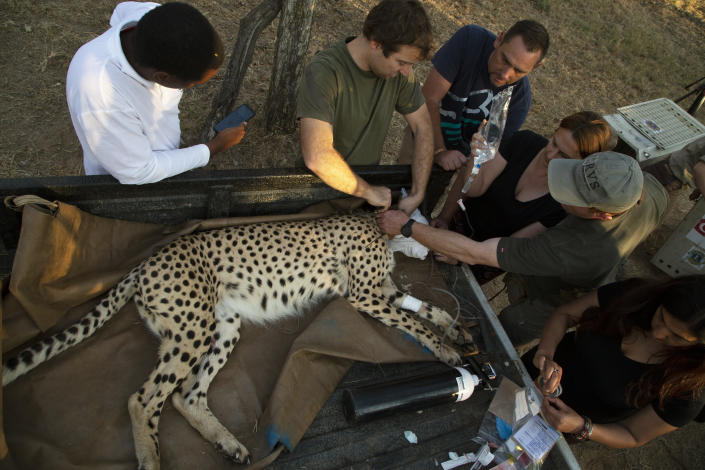 A tracking device is fitted onto a cheetah's neck by manager of the Cheetah Metapopulation Initiative, Vincent van Der Merwe, second from left, at a reserve near Bella Bella, South Africa, Sunday, Sept. 4, 2022. South African wildlife officials have sent four cheetahs to Mozambique this week as part of efforts to reintroduce the species to neighboring parts of southern Africa. (AP Photo/Denis Farrell)