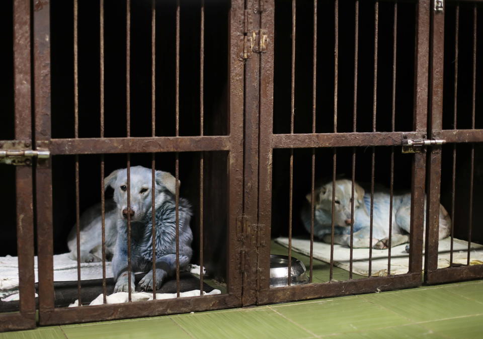 Die Fellfarben der Hunde sind unterschiedlich intensiv blau gefärbt. Foto: REUTERS / Anastasia Makarycheva
