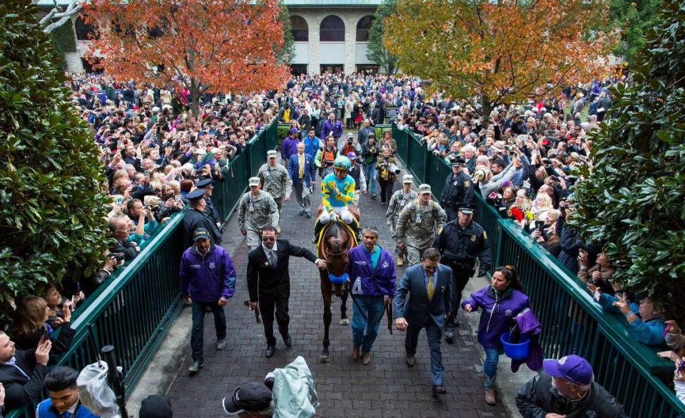 American Pharoah is led to the track before the Breeders’ Cup Classic, the final race of his career, at Keeneland on Oct. 31, 2015.